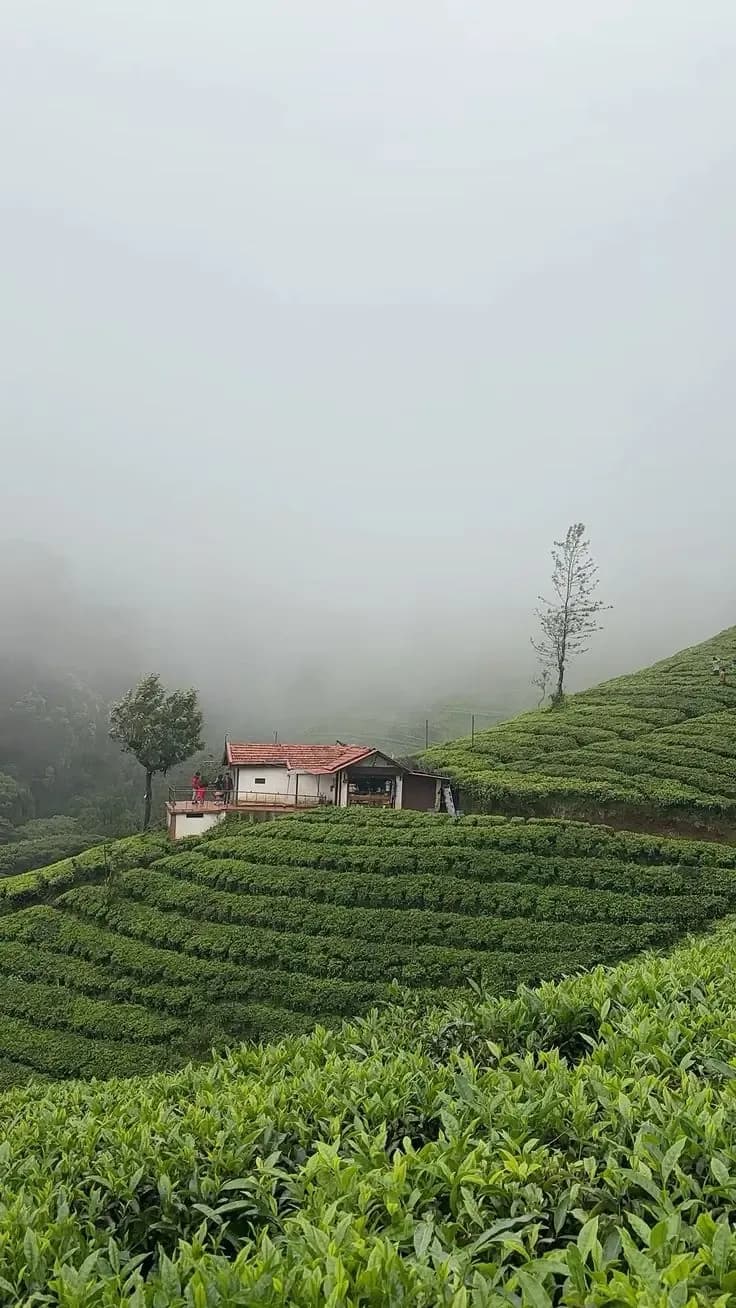 OOTY