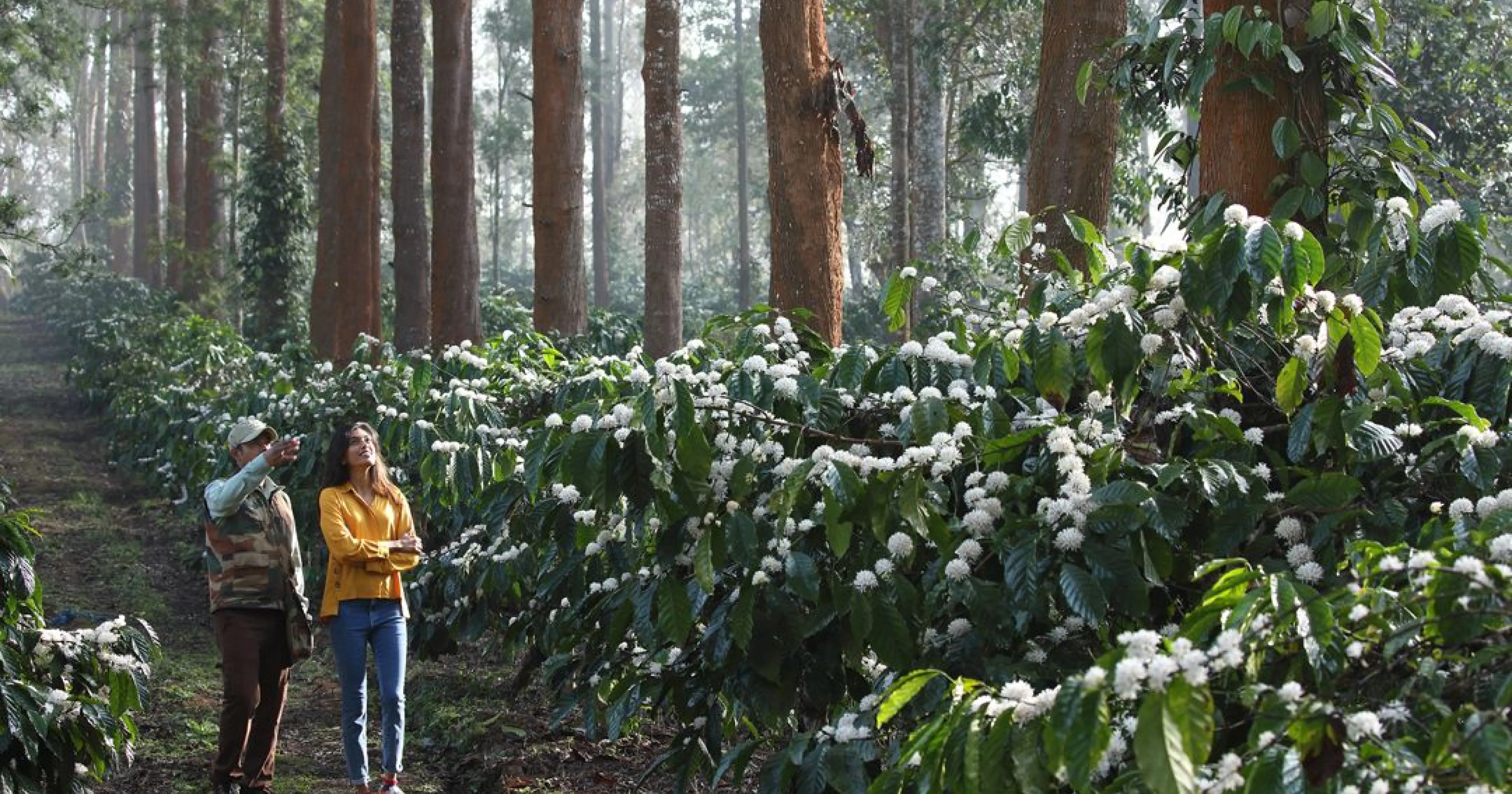 Bangalore to Coorg self drive guide 2026 coffee estates Western Ghats Karnataka MM Miles