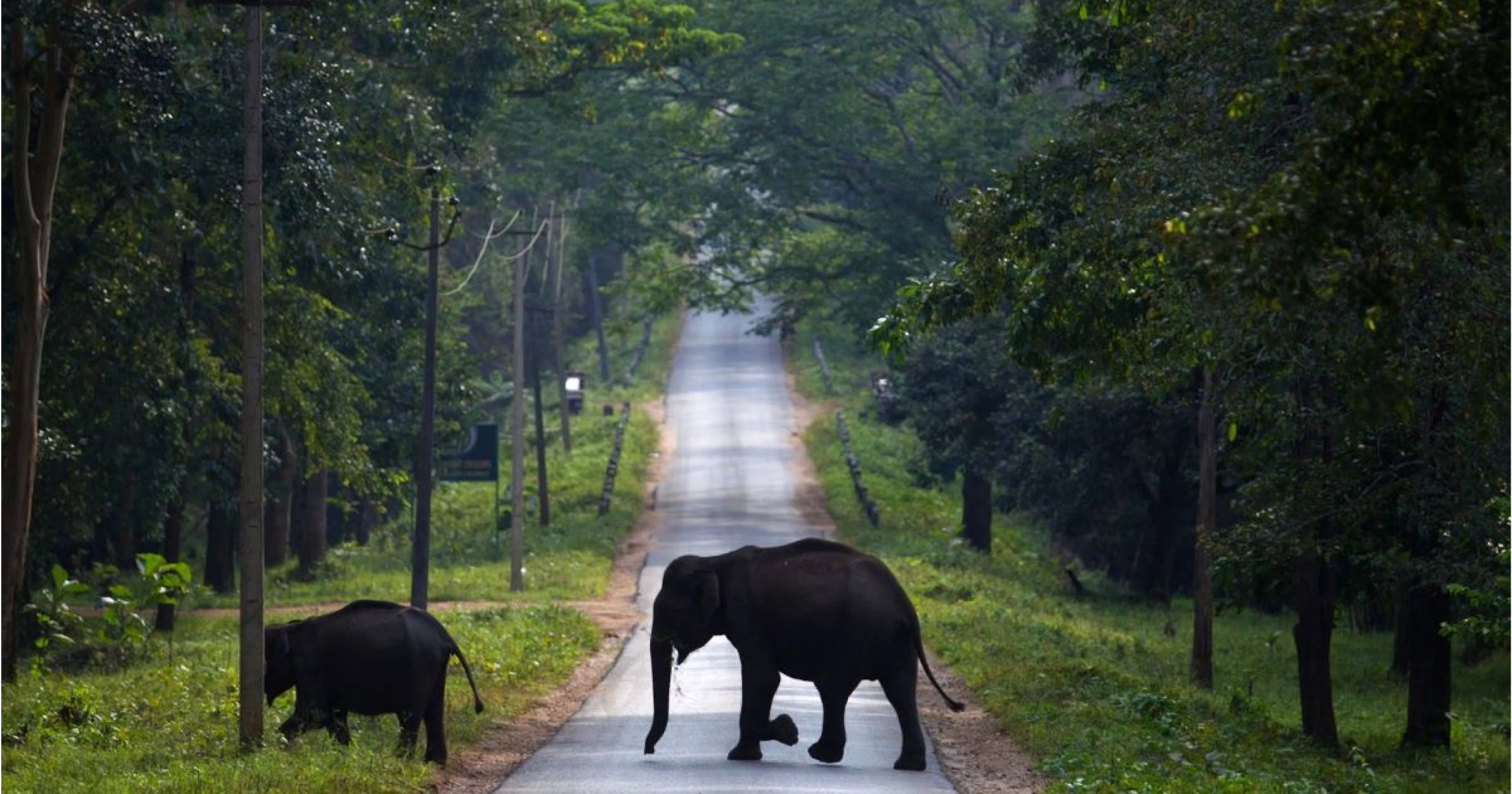 Nagarhole National Park Rajiv Gandhi National Park Coorg Bangalore self drive wildlife safari