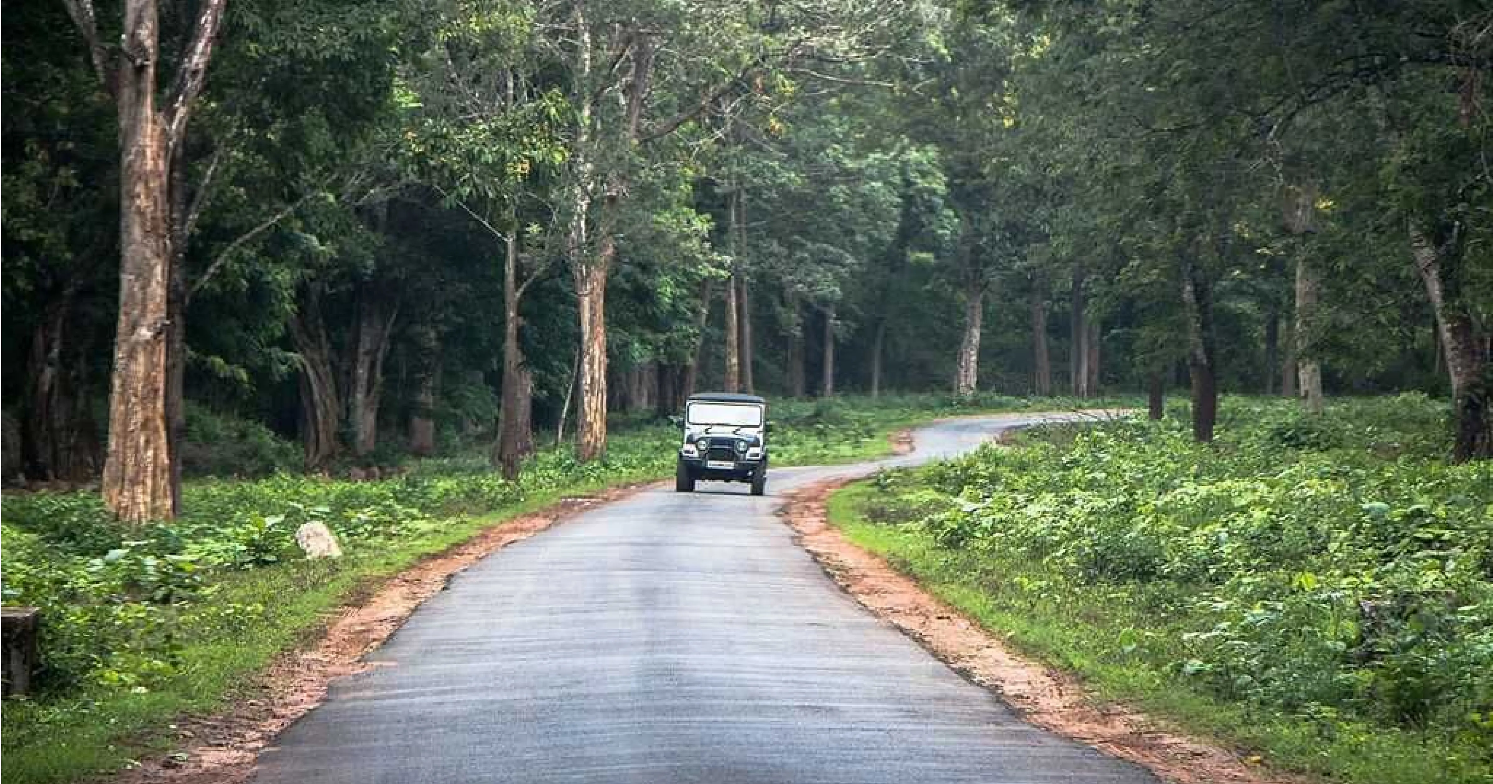 South India road trip Coorg coffee estate Nagarhole wildlife Bangalore Mysore self drive