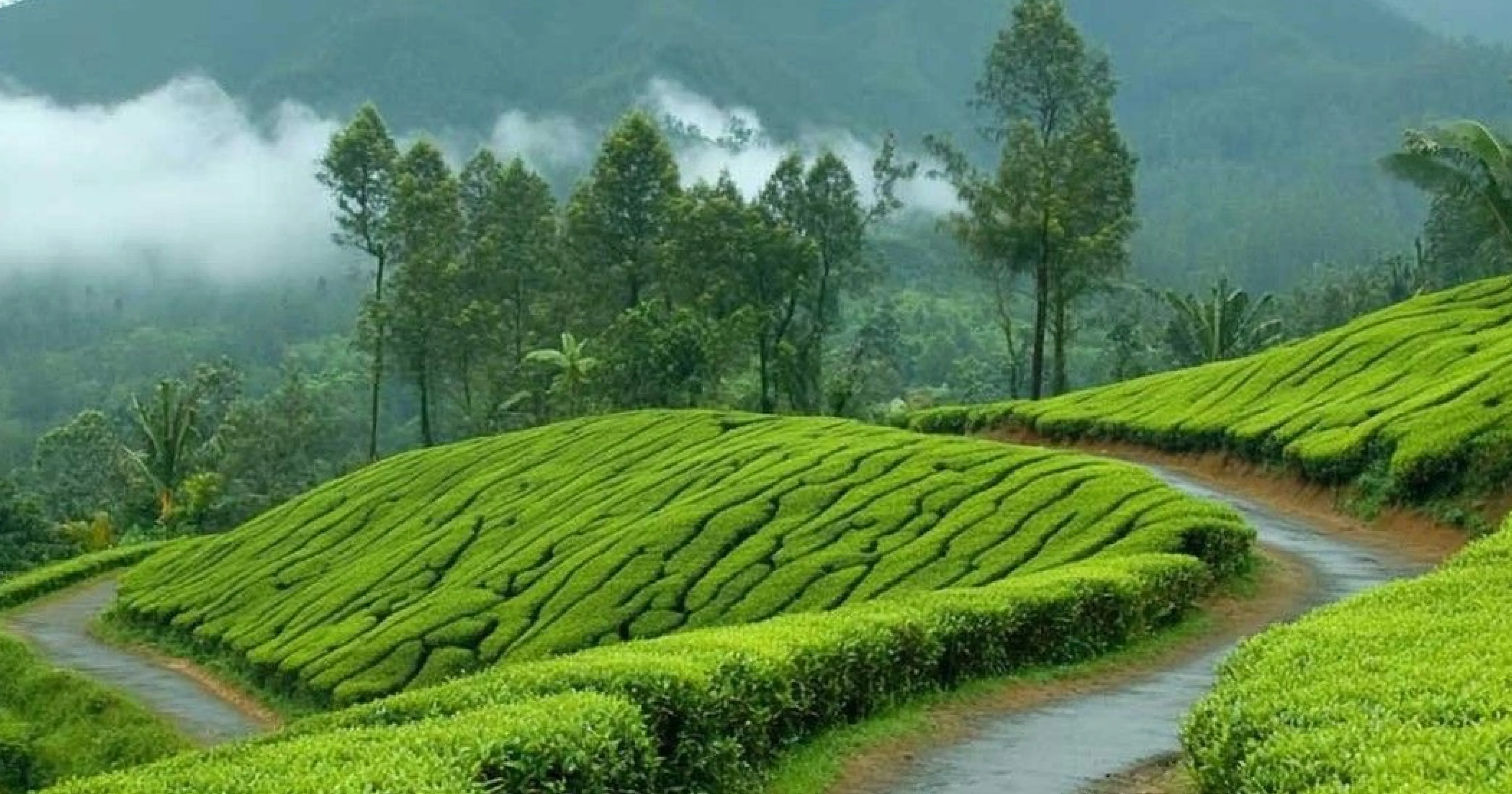 Yercaud summer hill station Shevaroy Hills self drive from Chennai Salem Tamil Nadu